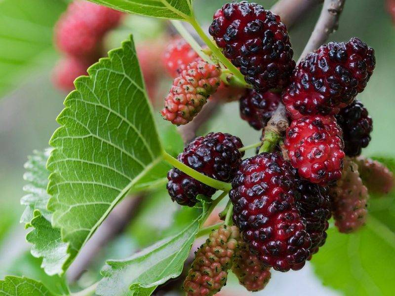 Шелковица купить саженцы из питомнике в Геленджике