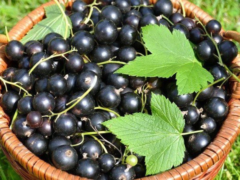 Смородина купить саженцы из питомника в Геленджике