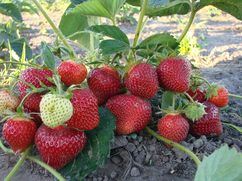 Клубника купить саженцы из питомника в Геленджике