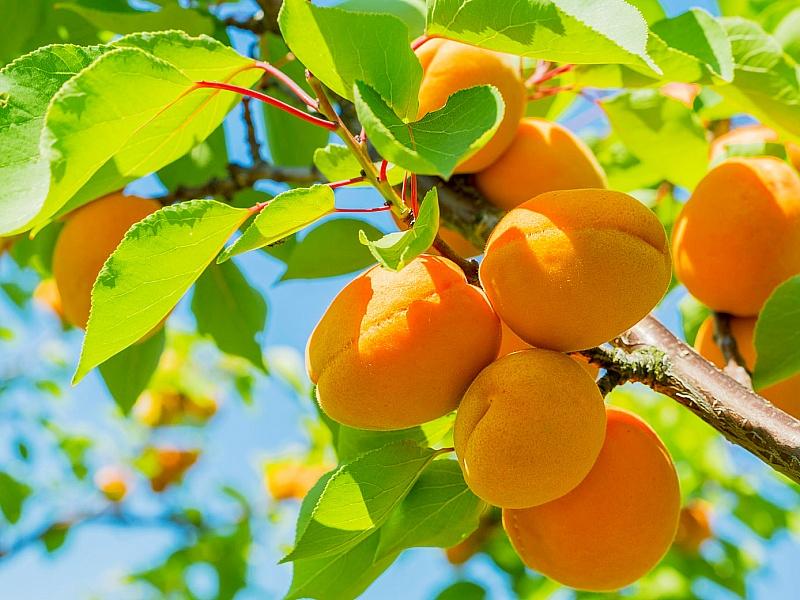 Абрикос купить саженцы из питомнике в Геленджике