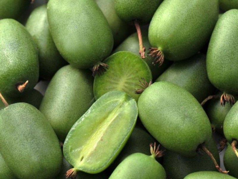 Актинидия купить саженцы из питомнике в Геленджике