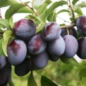 Слива "ВЕНГЕРКА МОСКОВСКАЯ"